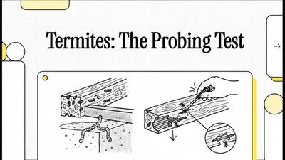 Termites or Wood Rot? The Probe Test for a Fort Collins Foundation